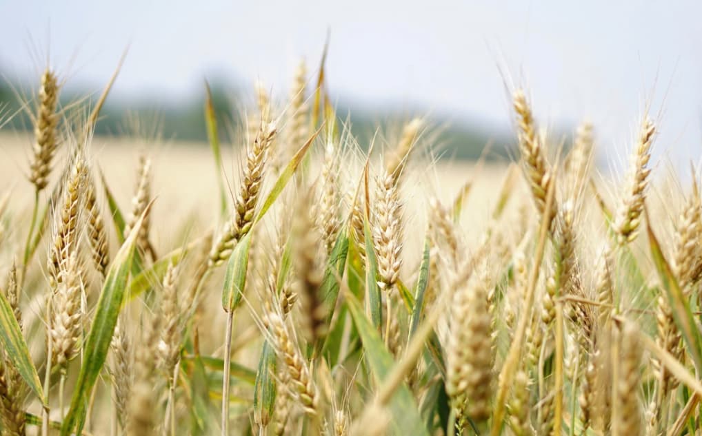 Close-up of wheat stalks in a field, with a focus on the golden heads