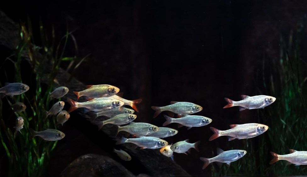 small silver fish in an aquarium on a black background