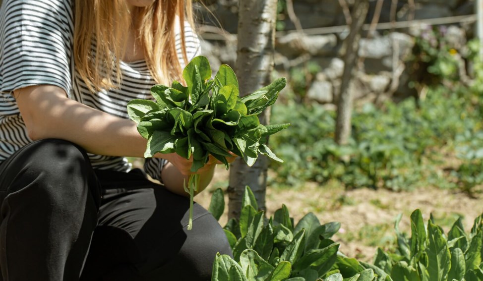 a woman picks lettuce leaves in a vegetable garden