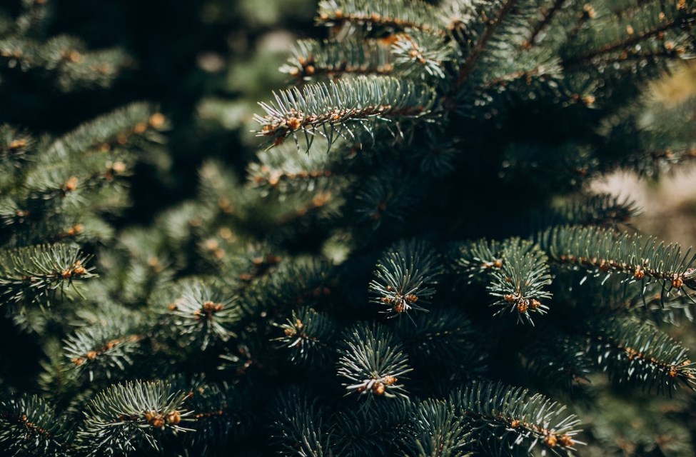 Christmas tree branches with needles