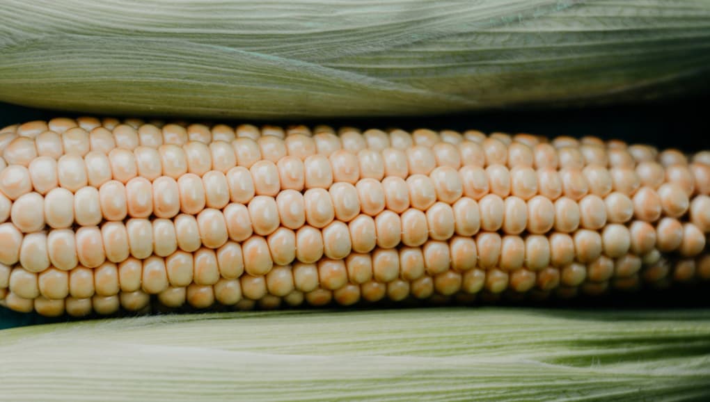 A ripe ear of corn with golden yellow kernels partially wrapped in its green husk