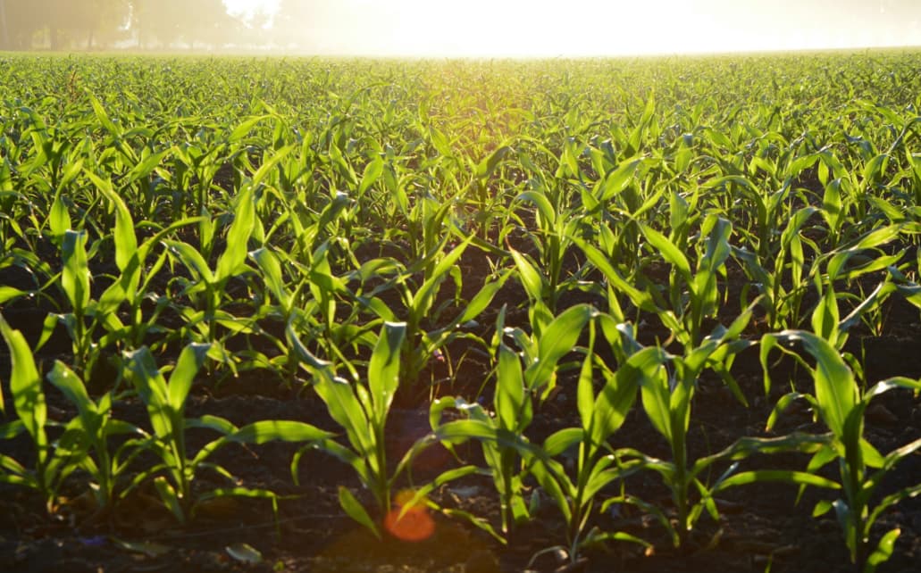 Corn plants growing in the field