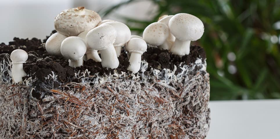 Healthy Mycelium on the table