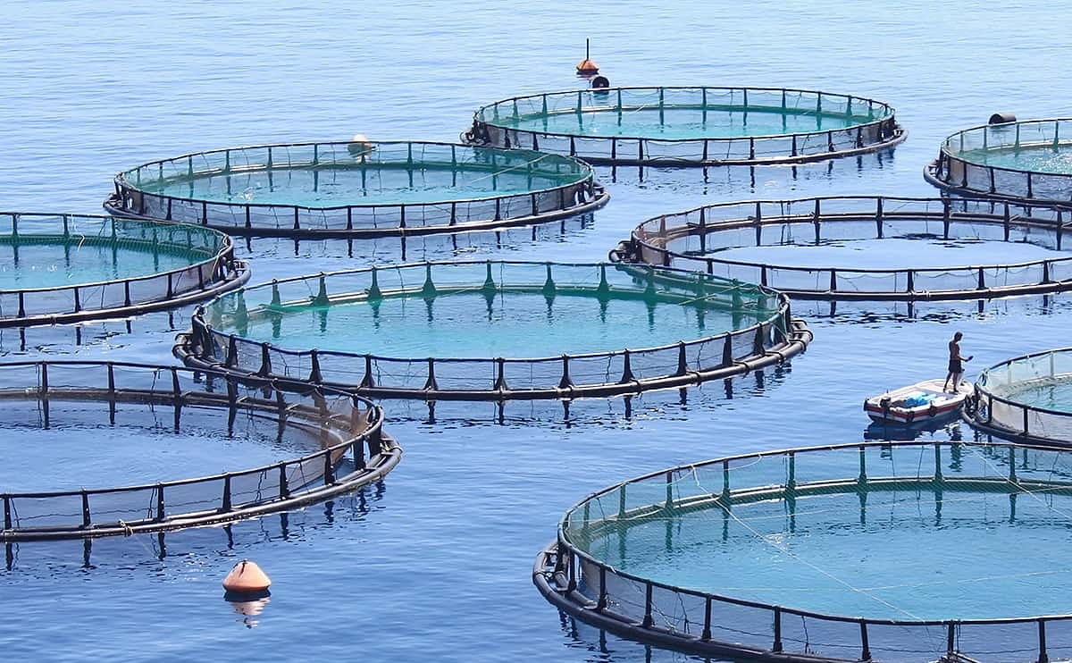 Fish Farm