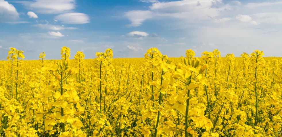 A bright field of yellow Canola rapeseed flowers