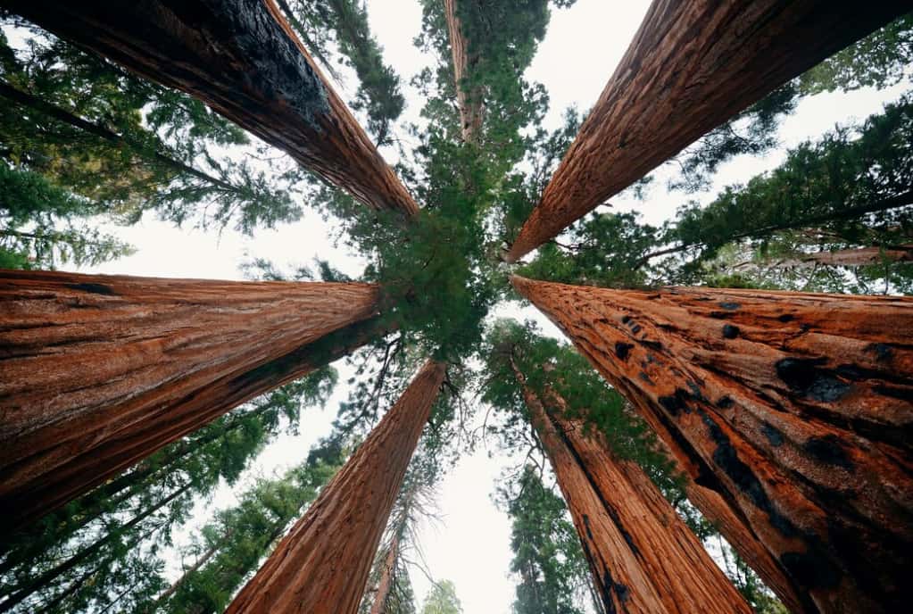 Towering redwood trees converging in the sky