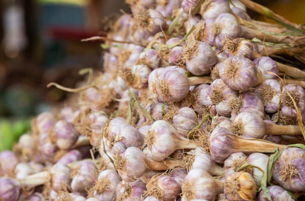 Bundles of harvested garlic bulbs piled together