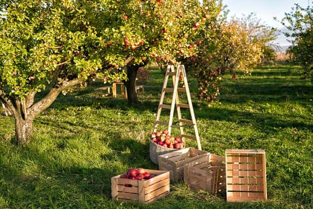 Apple trees in the garden with stepladder and boxes