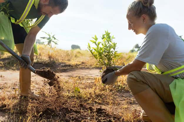 People plant trees in the countryside