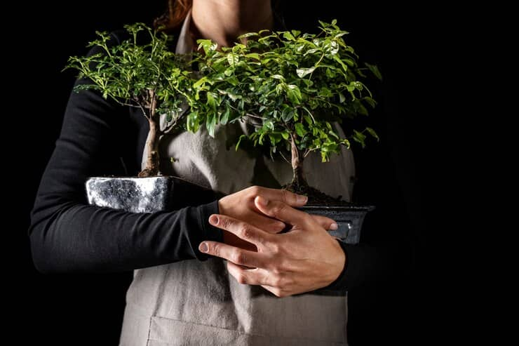 Gardener Holding Potted Trees