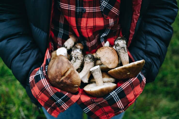 Person Holds Fresh Picked Wild Mushrooms