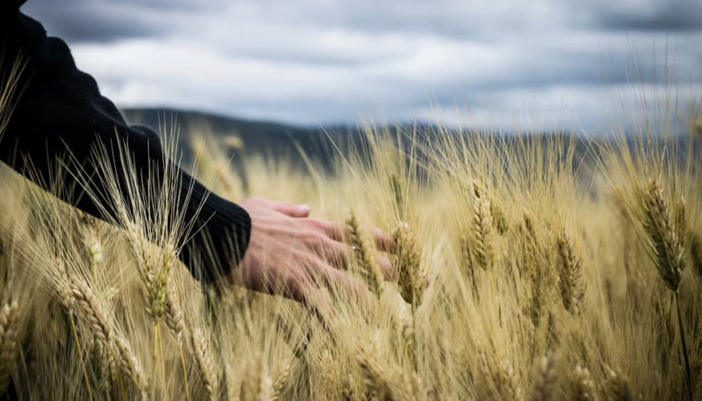 A person in a black jacket is touching the tops of wheat stalks in a field