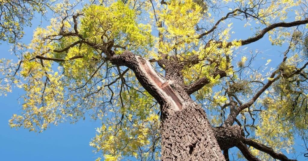 Black walnut tree trunk, bottom view