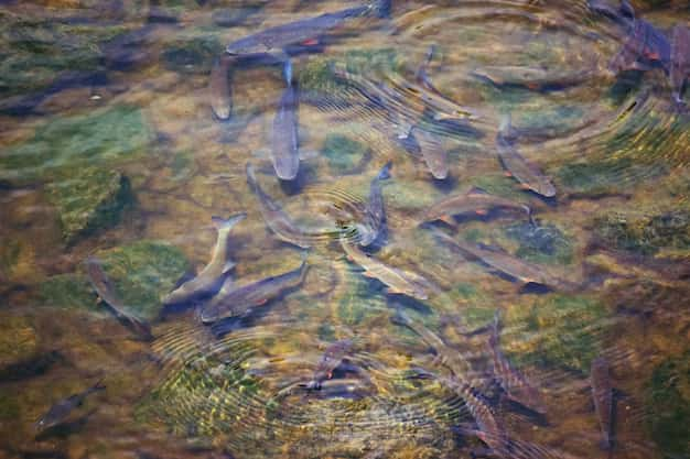 Fish swims in a pond