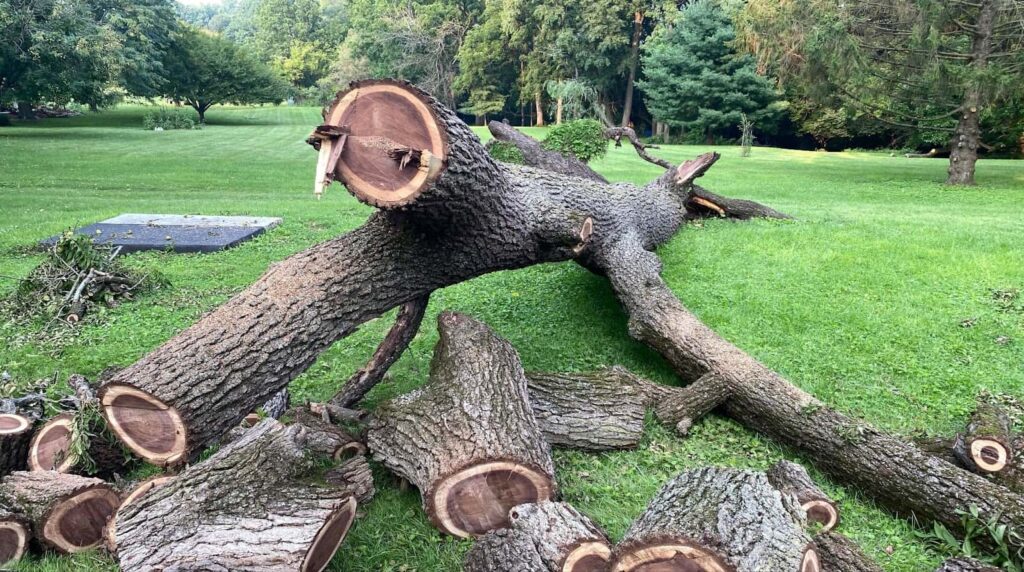 Sliced black walnut tree trunk