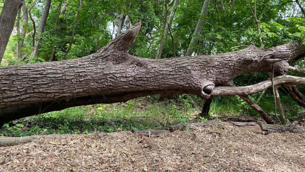 Fallen black walnut tree trunk