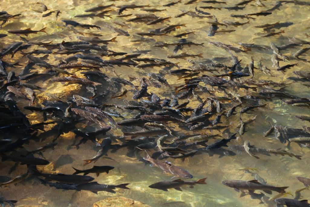 A dense school of fish swimming in shallow water