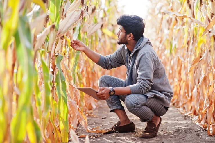 Agronomist Farmer Inspecting Corn Field Farm