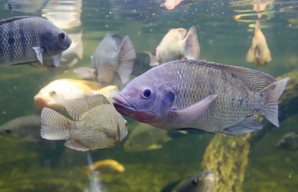 A Tilapia fish swims in a body of water