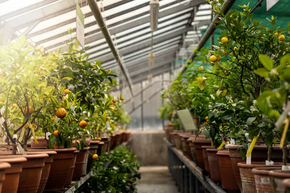 Potted plants that grow in the greenhouse