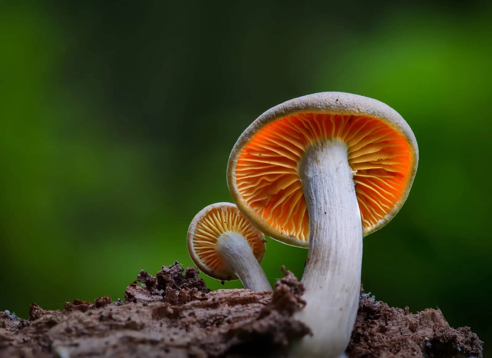 Two mushrooms with orange caps are growing