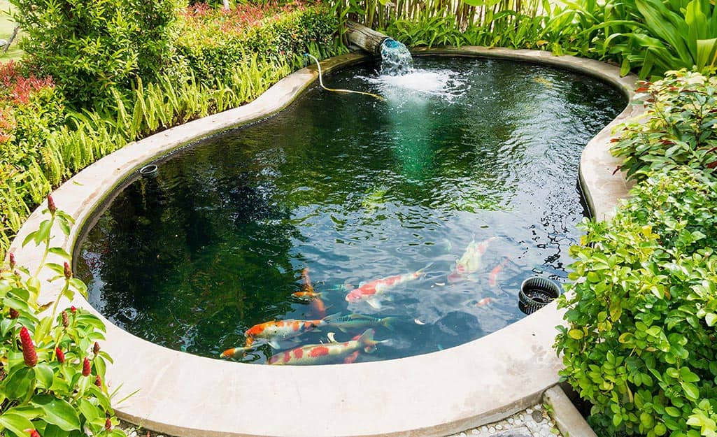 The pond where the fish swim