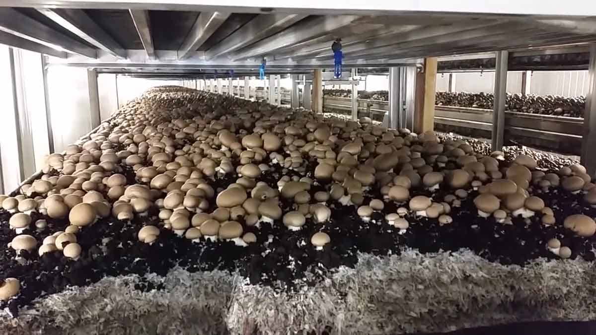 Mushroom farm