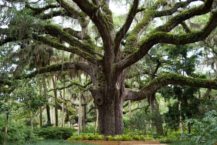 Large Tree Covered in a Greenery in a Park