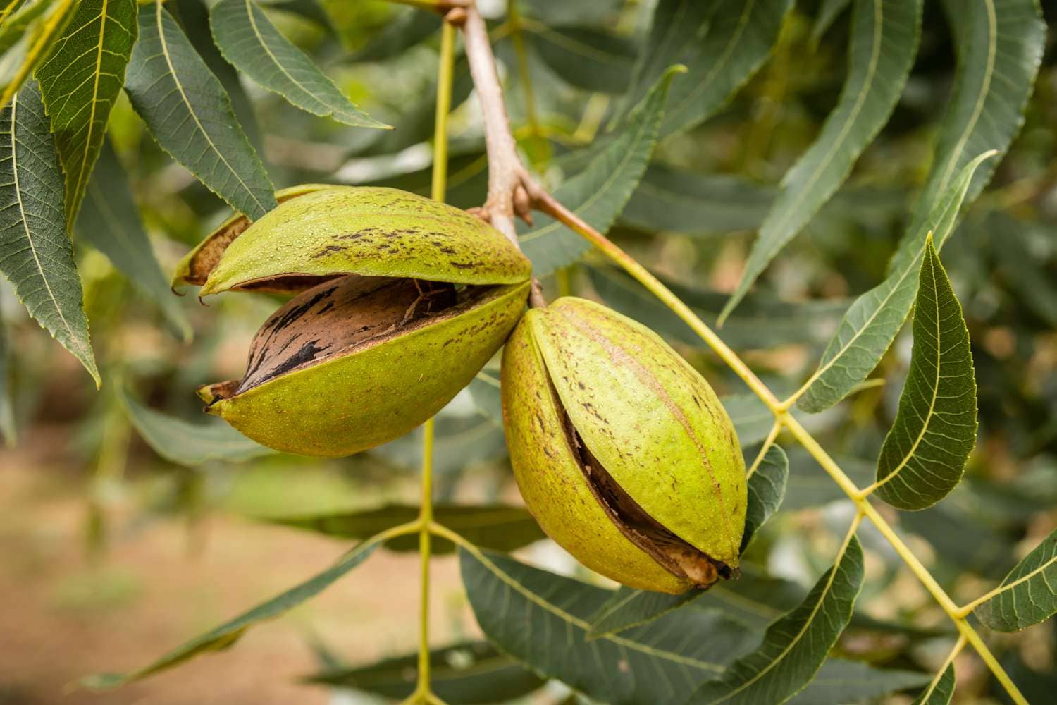The pecan nut grows on a tree