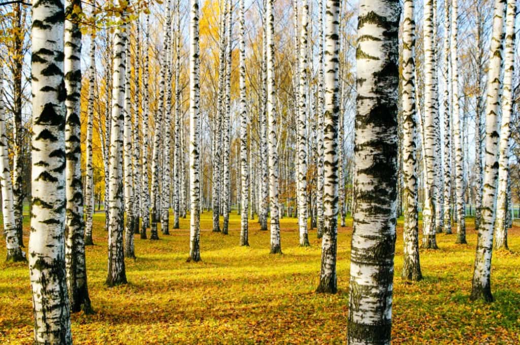 A grove of white birch trees in autumn