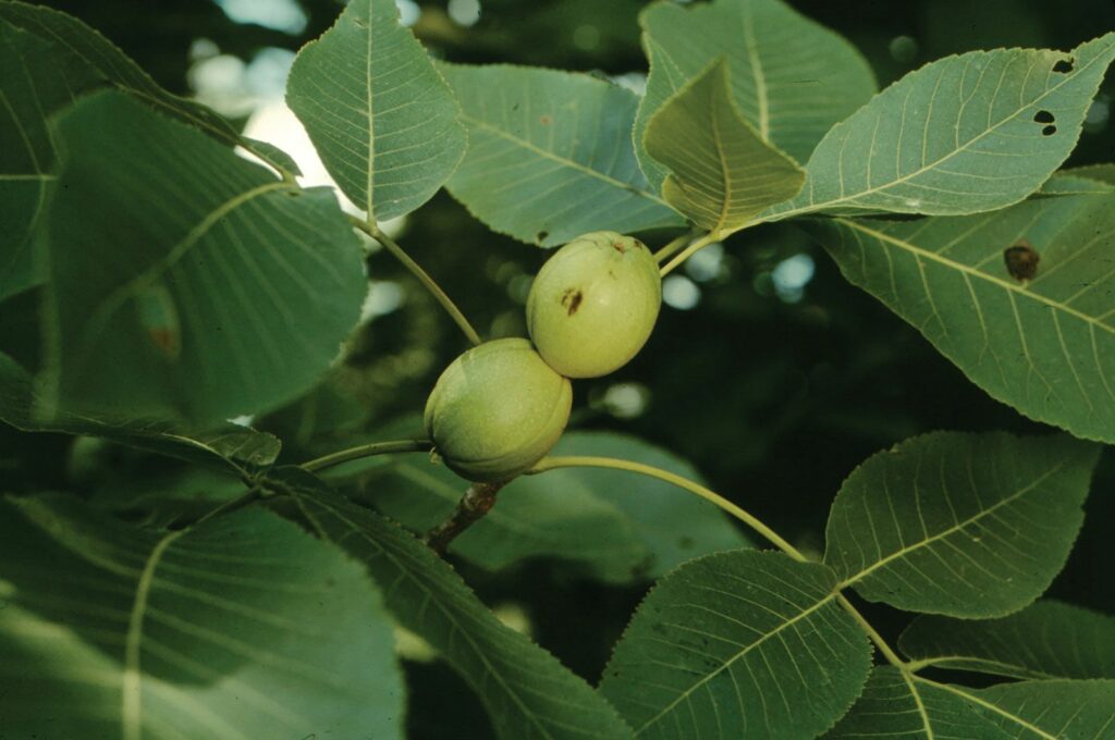 Hickory nut tree
