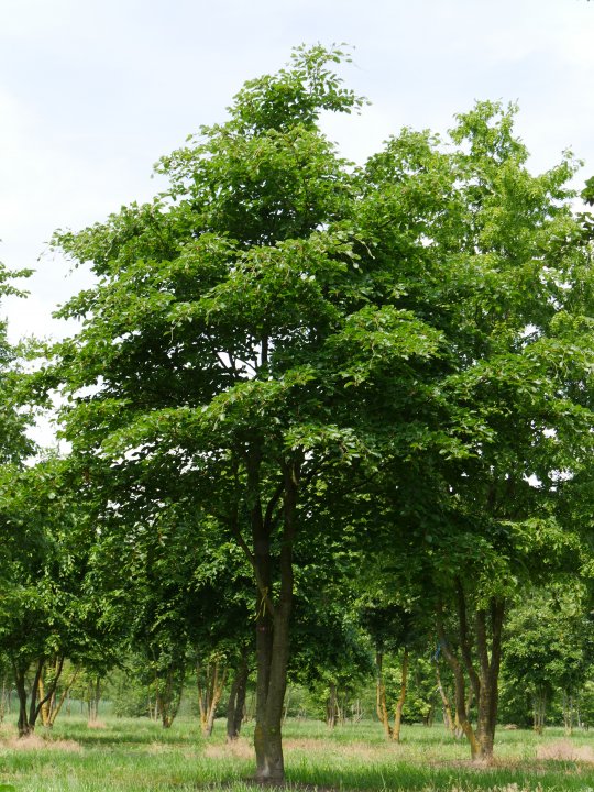 Beech tree
